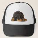 Zoek naar rottweilers petten Dier