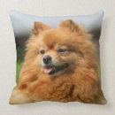 Recherche de spitz coussins Loulou