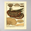 Recherche de champignon vintage art Imprimer