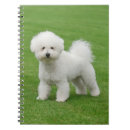 Recherche de frise de bichon Blanc