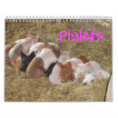 Recherche de porcelet Ferme
