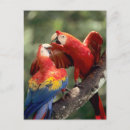 Recherche de ara posters Animal