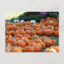 Recherche de fleur chrysanthème cartes postales Automne