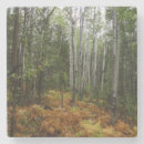 Recherche de birch tree coasters dessous de verres Forêt