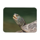 Recherche de tortues magnets Animal