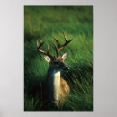 Recherche de cerfs communs de queue posters Andouillers