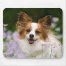 Recherche de chien papillon tapis souris Papillons