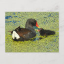 Recherche de poules poussins cartes postales Bébé