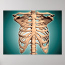 Recherche de biologie humaine posters Horizontale