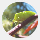Recherche de puant Nature
