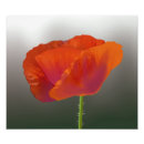 Recherche de copie rouge de fleur Pavot