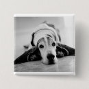 Recherche de basset hound badges Chien