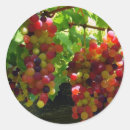 Recherche de raisins vigne autocollants Vin