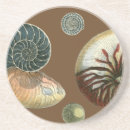 Zoek naar shells onderzetters Zee