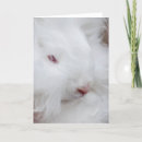 Recherche de angora cartes postales Animal