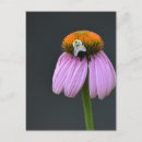 Recherche de echinacea posters Violet