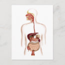 Recherche de digestif cartes postales Organes internes