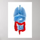 Recherche de poumons humains posters Organes internes