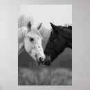 Recherche de cheval photographie Équin