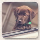 Recherche de chocolat labrador dessous de verres Dog