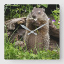 Recherche de marmottes horloges Nature