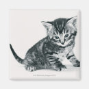 Recherche de chaton noir et blanc magnets Chat domestique