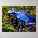 Recherche de grenouille bleue posters Pour tous