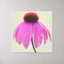 Recherche de echinacea posters Violet
