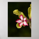 Recherche de obésité posters Fleur