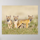 Recherche de terrier renard posters Habitat