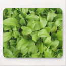 Recherche de feuille vert tapis souris Macro