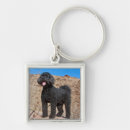 Zoek naar labradoodle sleutelhangers Hond