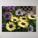 Recherche de osteospermum posters Beauté