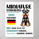 Zoek naar miniatuur schnauzer posters Grappig