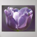 Recherche de tulipe violette posters Pour elle