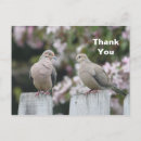 Recherche de colombes cartes postales colombe en deuil