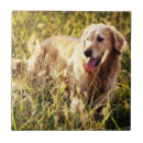 Zoek naar retriever tegels Natuur