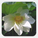 Recherche de lotus autocollants Feuille