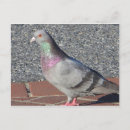 Recherche de poulailler cartes postales Oiseau