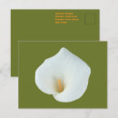 Recherche de callas cartes postales Pour elle