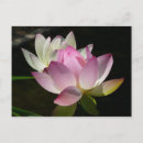 Zoek naar witte lotusbloem briefkaarten Roze