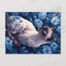 Zoek naar siamese kat briefkaarten Grappig