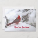 Recherche de oiseau dans la neige cartes postales Cardinal du nord