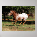 Recherche de cheval d appaloosa posters Animal