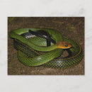 Recherche de serpent noir cartes postales Reptile