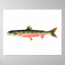 Recherche de pêche à la mouche posters Truite