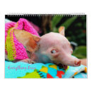 Recherche de chiwawa bureau fournitures Animaux