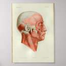 Recherche de tête humaine posters Anatomie