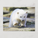 Recherche de ourson cartes postales Ours polaire