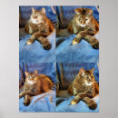 Recherche de chaton tigré posters Amoureux des chats